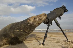 Seals Prints: Grey seal (Halichoerus grypus) bull sniffing photographers tripod