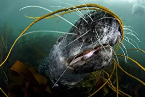 Grey seal (Halichoerus grypus) close-up underwater amongst kelp, Lundy Island
