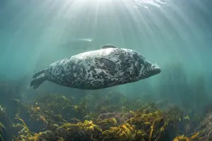 Seaweed Prints: Grey seal (Halichoerus grypus) female