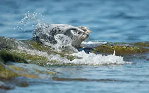 Wave Prints: Grey seal (Halichoerus grypus) female lying in surf