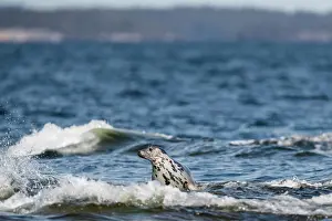Wave Prints: Grey seal (Halichoerus grypus) female sitting in surf and looking around