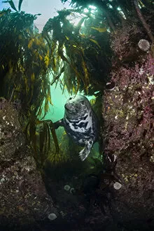 Grey seal (Halichoerus grypus) in a gully beneath kelp (Laminaria digitata), Farne Islands