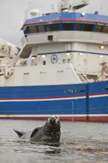 Grey seal (Halichoerus grypus) on haul out in fishing harbour with ferry in the background
