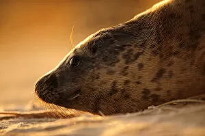 Images Dated 16th January 2012: Grey seal (Halichoerus grypus) hauled out on a beach at sunrise, Donna Nook Lincolnshire