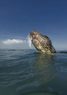 Stretching Gallery: Grey Seal (Halichoerus grypus) head above water surface, Wales, UK, September