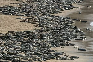 Grey seal (Halichoerus grypus) huge group hauled out on a beach, Island of Mingulay