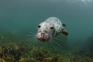 Phocidae Prints: Grey seal (Halichoerus grypus) juvenile female