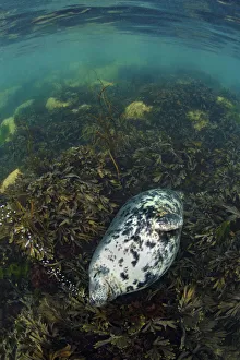 Relaxation Prints: Grey seal (Halichoerus grypus) large female exhales a stream of bubbles as she sleeps