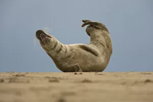 Images Dated 15th November 2008: Grey seal (Halichoerus grypus) lying on beach, Donna Nook, Lincolnshire, UK, November