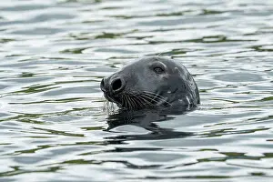Phocidae Prints: Grey seal (Halichoerus grypus) male