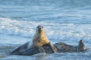 2020 January Highlights Collection: Grey seal (Halichoerus grypus), male and female, mating behaviour, Heligoland, Germany