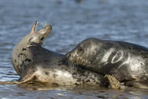 Grey seal (Halichoerus grypus) mating behaviour, Donna Nook, Lincolnshire, UK, November