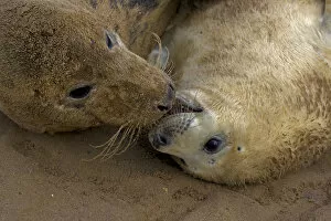 Images Dated 19th May 2009: Grey seal (Halichoerus grypus), mother and young interacting on beach, UK