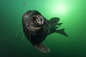 Quebec Prints: Grey seal (Halichoerus grypus) opening mouth close up off Bonaventure Island, Gulf
