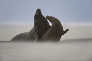 Images Dated 22nd November 2008: Grey seal (Halichoerus grypus) pair with wind blowing sand, Donna Nook, Lincolnshire
