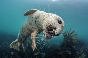 Play Prints: Grey seal (Halichoerus grypus) playful young seal above a kelp forest. Lundy Island