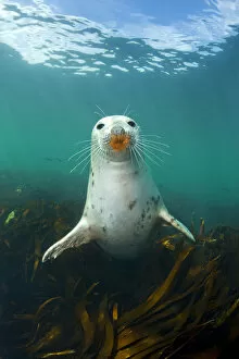 Images Dated 27th August 2009: Grey seal (Halichoerus grypus) portrait underwater, amongst kelp. Farne Islands, Northumberland