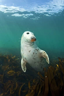 Seaweed Gallery: Grey seal (Halichoerus grypus) portrait, underwater amongst kelp, Farne Islands, Northumberland