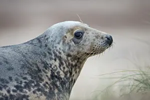 Phocidae Prints: Grey seal (Halichoerus grypus) portrait, Norfolk, England, UK. December