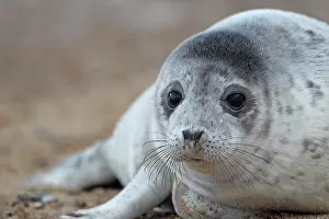 Phocidae Prints: Grey seal (Halichoerus grypus) portrait, Norfolk England, UK. May