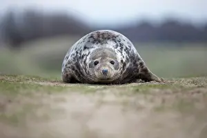 Phocidae Prints: Grey seal (Halichoerus grypus) portrait, Norfolk, England, UK. December