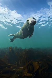 Seals Prints: Grey seal (Halichoerus grypus) portrait underwater, Farne Islands, Northumberland