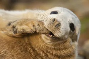 Grey seal (Halichoerus grypus) pup on a breeding beach, Orkney, Scotland, UK, April Grey seal (Halichoerus grypus) pup on a breeding beach, Orkney, Scotland, UK, April
