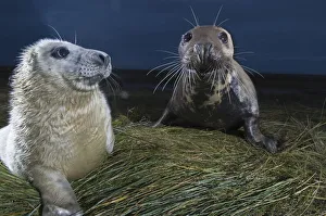 Seals Prints: Grey seal (Halichoerus grypus) with pup at breeding site in dunes