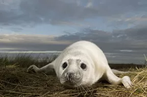 Images Dated 18th November 2008: Grey seal (Halichoerus grypus) pup, Donna Nook, Lincolnshire, UK, November 2008