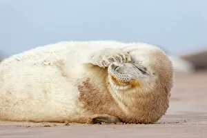 April 2023 Highlights Collection: Grey seal (Halichoerus grypus) pup with flipper over one eye and both eyes closed