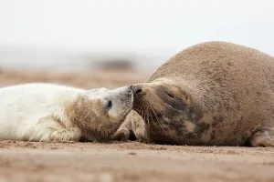 Sandy Beaches Prints: Grey seal (Halichoerus grypus) pup and mother sniffing and nuzzling each other