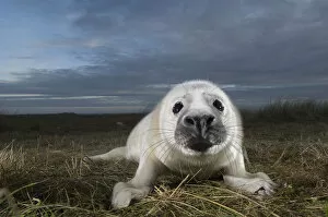 Images Dated 18th November 2008: Grey seal (Halichoerus grypus) pup, portrait, Donna Nook, Lincolnshire, UK, November 2008
