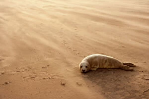 Calm Coasts Collection: Grey Seal (Halichoerus grypus) pup resting on beach, Donna Nook, Lincolnshire, England, UK, November