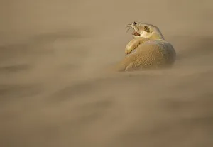 Seals Prints: Grey Seal (Halichoerus grypus) pup resting on sand bank during sandstorm, Donna Nook