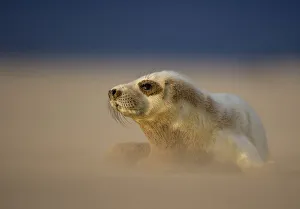Seals Prints: Grey Seal (Halichoerus grypus) pup resting on sand bank during sandstorm, Donna Nook