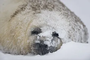 Seals Prints: Grey seal (Halichoerus grypus) pup in snow, Donna Nook, Lincolnshire, UK, November 2008