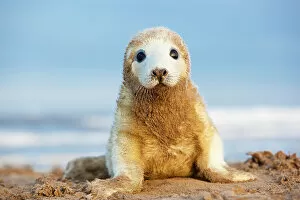 April 2023 Highlights Collection: Grey seal (Halichoerus grypus) pup in white lanugo coat covered in sand