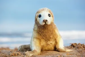 Sandy Beaches Prints: Grey seal (Halichoerus grypus) pup in white lanugo coat covered in sand