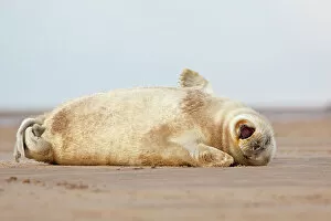 April 2023 Highlights Collection: Grey seal (Halichoerus grypus) pup yawning. Donna Nook, Lincolnshire, UK. November