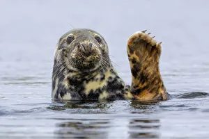 Shetland Prints: Grey Seal (Halichoerus grypus) at rest on submerged rock, head and one flipper above water