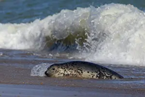 Wave Prints: Grey seal (Halichoerus grypus) resting on beach, Norfolk, England, UK. September