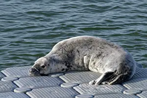 Devon Prints: Grey seal (Halichoerus grypus) resting on a floating pontoon