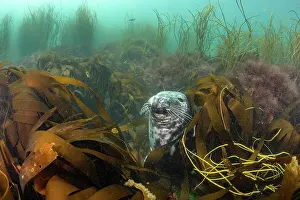 Seaweed Prints: Grey seal (Halichoerus grypus) resting among Golden kelp forest (Laminaria ochroleuca)