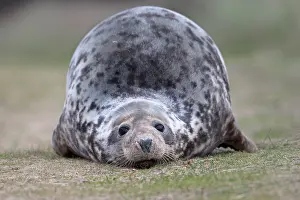 Phocidae Prints: Grey seal (Halichoerus grypus) resting on grass, portrait, Norfolk, England, UK. December