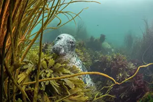 Seaweed Prints: Grey seal (Halichoerus grypus) amongst Serated wrack (Fucus serratus) and Thongweed (Himanthalia elongata) on seabed