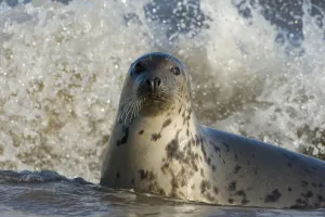 Seals Prints: Grey seal (Halichoerus grypus) in shallow water with waves breaking behind, Donna Nook
