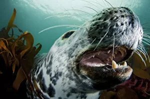 Images Dated 6th May 2009: Grey seal (Halichoerus grypus) shows its teeth in a playful moment, Lundy Island