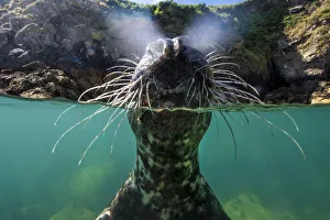 Grey seal (Halichoerus grypus) split level view of young investigating camera lens