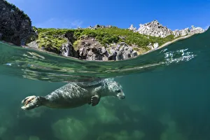 Habitat Prints: Grey seal (Halichoerus grypus) split level view of young swimming at the surface beneath