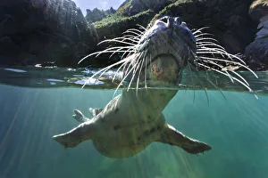 Grey seal (Halichoerus grypus) split level of young seal investigating the camera with its nose